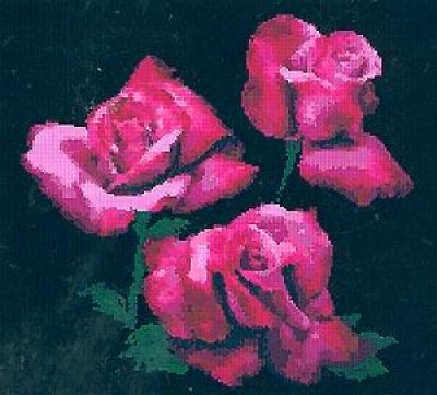 Розы