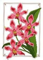 Дикая орхидея /ЦB-018