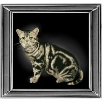 Набор для вышивания Американская короткошерстная кошка (Панорамная вышивка)