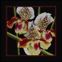 Набор для вышивания Орхидеи Пафиопедилум /M263
