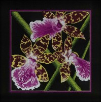 Набор для вышивания Орхидеи Зигопеталум
