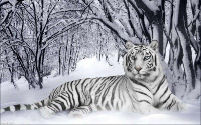 Набор для вышивания бисером  Белый тигр