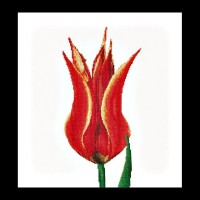 Набор для вышивания Красно-желтый лилиецветный тюльпан (канва)