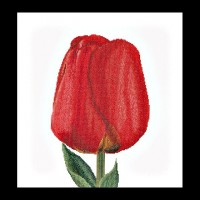 Набор для вышивания Красный тюльпан Дарвинов гибрид (канва) /0521A