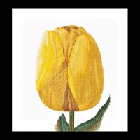 Набор для вышивания Желтый тюльпан гибрид (канва)