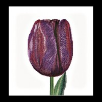 Набор для вышивания Фиолетовый Тюльпан Триумф (лен)