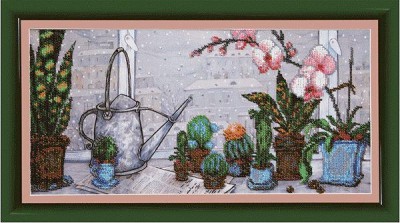 Кактусы
