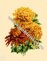 Набор для вышивания Букет хризантем (A chrysanthemum bouquet) гобелен