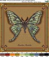 Схема для вышивания бисером (без бисера) Коллекция бабочек Graellsia Isabellae /бис-016арт