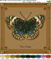 Схема для вышивания бисером (без бисера) Коллекция бабочек Precis Orithya
