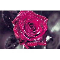 Набор для создания алмазной мозаики Роза в капельках росы /HCM098