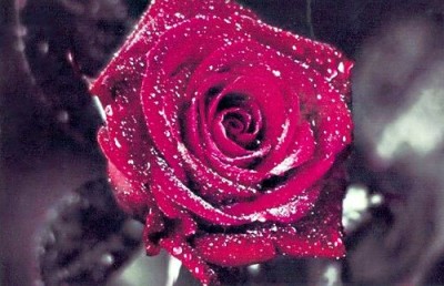 Набор для создания алмазной мозаики Роза в капельках росы