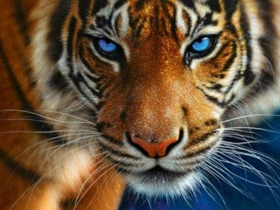 Набор для создания алмазной мозаики Голубоглазый тигр