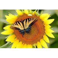 Набор для изготовления картины стразами (алмазная мозаика-вышивка) Бабочка на подсолнухе