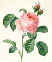 Принт для для объемной вышивки Розовая роза /277