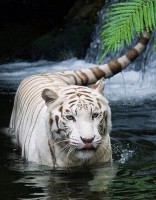 Набор для изготовления картины стразами (алмазная мозаика-вышивка) Белый тигр в воде (полная/квадр.)
