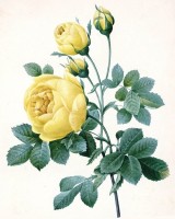 Принт для объемной вышивки Желтая роза /276