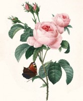 Принт для объемной вышивки Роза с бабочкой