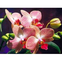 Орхидеи (полная/квадр.) /DS063