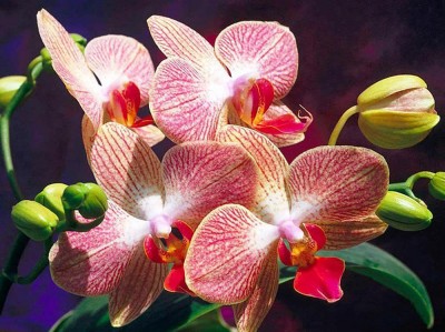 Орхидеи (полная/квадр.)