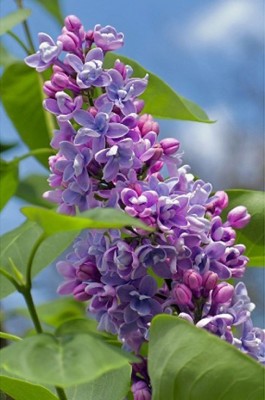 Ветка сирени (полная/квадр.)