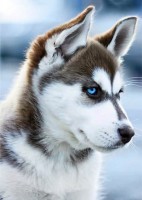 Снежный пес (полная/квадр.) /Ag0243