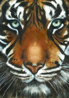 Взгляд тигра (полная/квадр.) /Ag0247