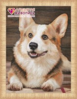 Корги