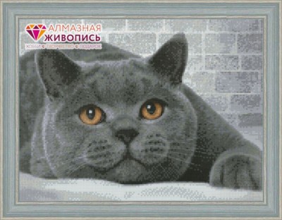 Британский кот