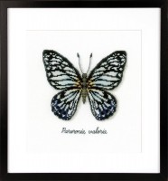 Голубая бабочка /PN-0165403