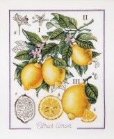 Ботанический батл – Лимон /1260