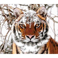 Сибирский тигр /41-2695-НС