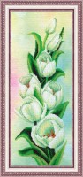 Белые тюльпаны /Ц-022