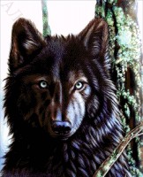 Канадский волк /33-2576-НК-50ПР