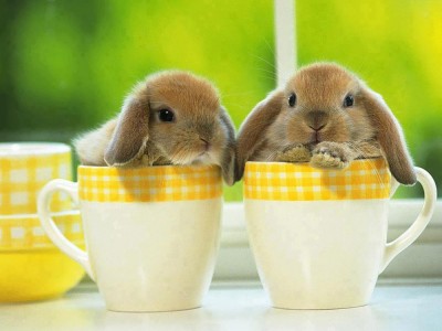 Кролики в чашках