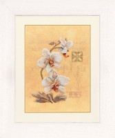 Цветущая орхидея /PN-0008008