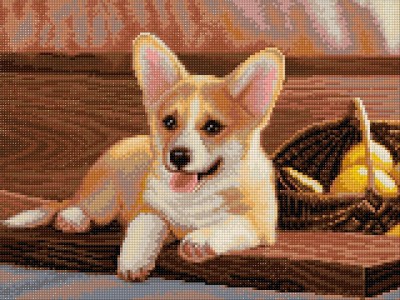 Вельш-Корги