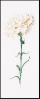 Carnation White