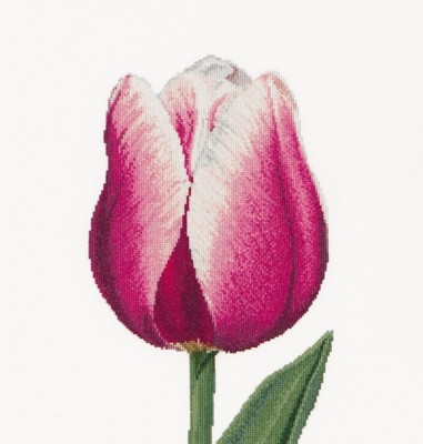 Red-White Triumph tulip