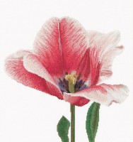 Розовый тюльпан Дарвин (лен)