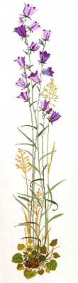 Набор для вышивания Колокольчики (Harebells)