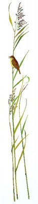 Набор для вышивания Певец на осоке 1 (Sedge warbler)