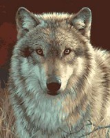 Раскраска по номерам Серый волк
