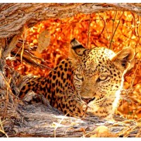 Набор для вышивания Затаившийся леопард (Gizlenen leopar)
