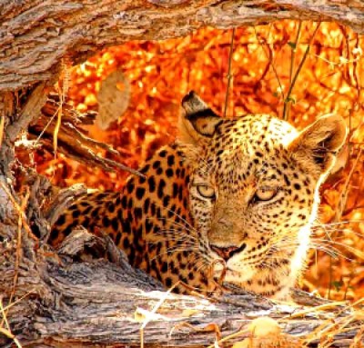 Набор для вышивания Затаившийся леопард (Gizlenen leopar)