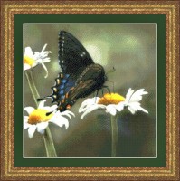 Набор для вышивания Бабочка-парусник (Swallowtail Butterfly)